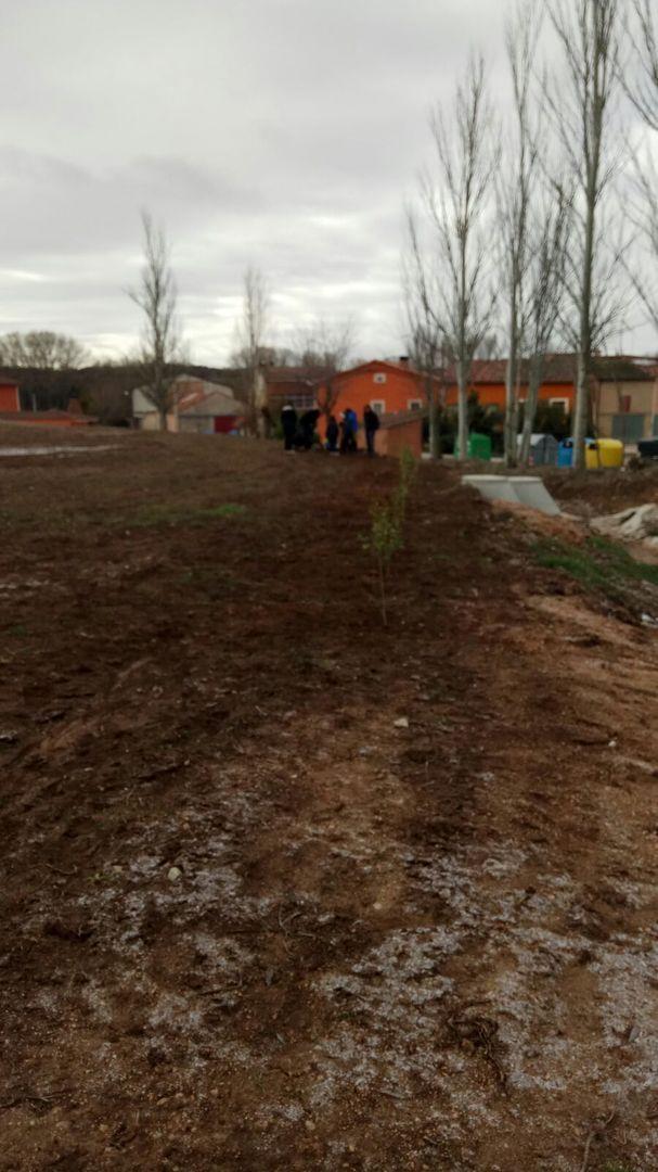 PLANTACION DE LA ERA "ASOCIACIÓN LOS MACHUCHOS"