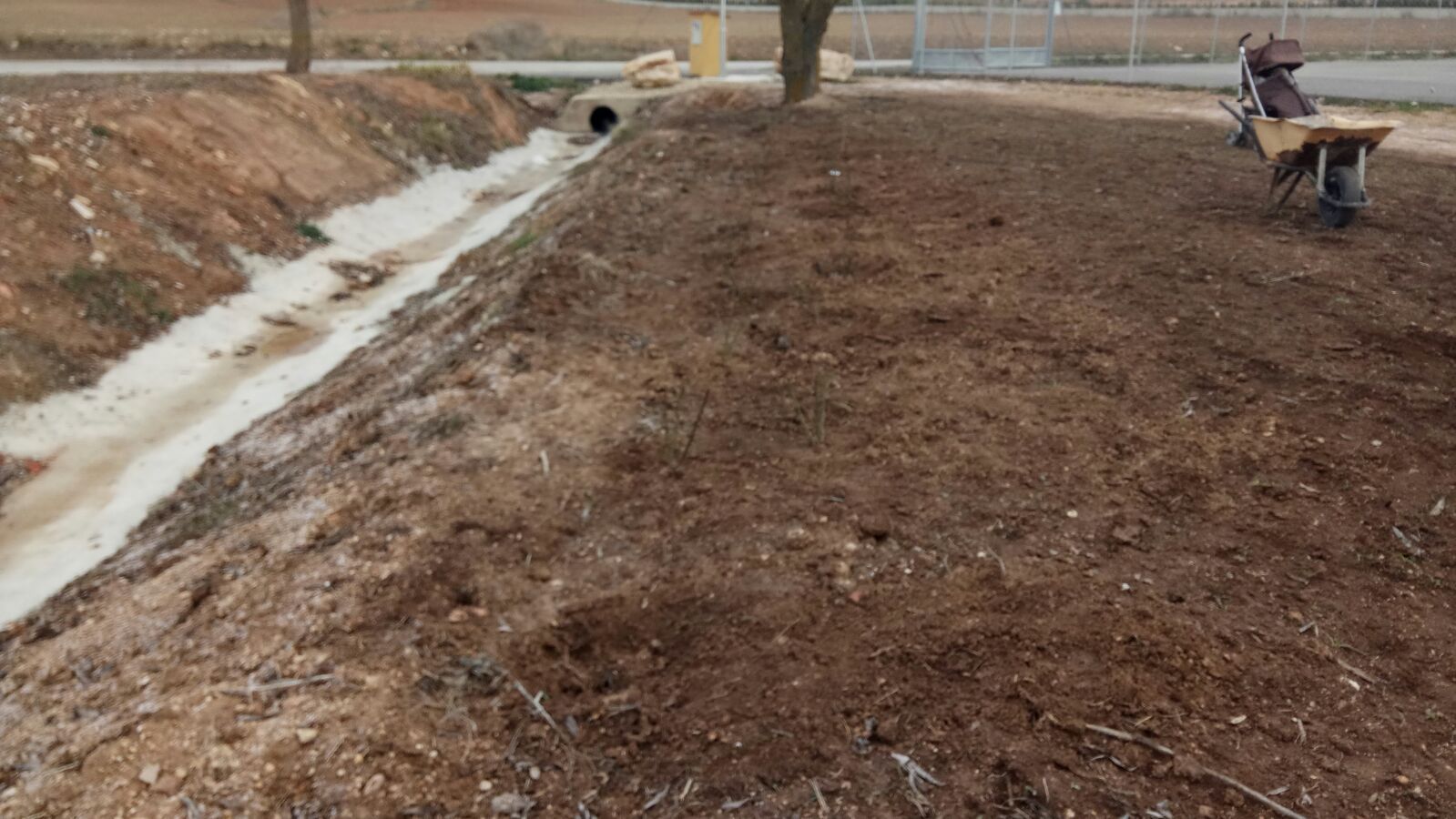 PLANTACION DE LA ERA "ASOCIACIÓN LOS MACHUCHOS"