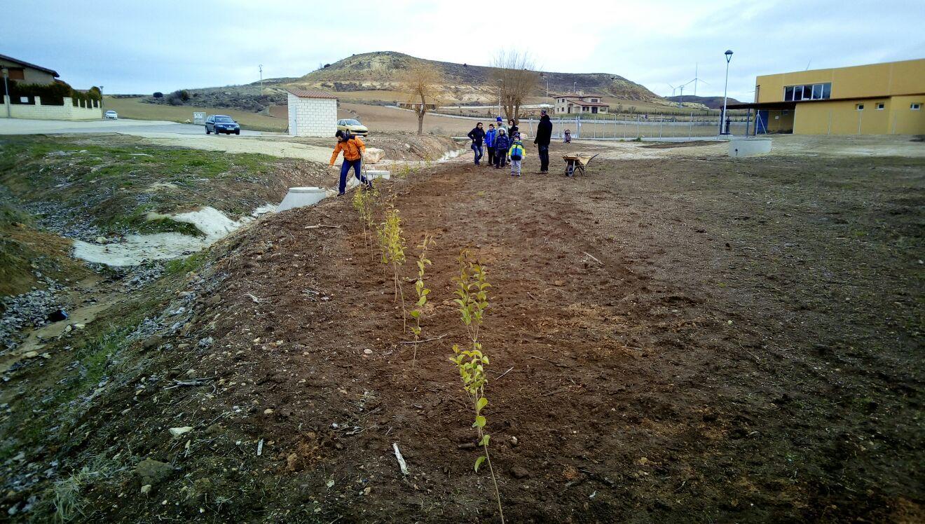 PLANTACION DE LA ERA "ASOCIACIÓN LOS MACHUCHOS"
